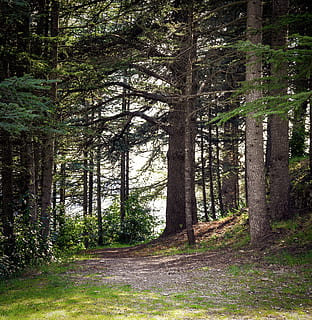 foresta, boschi, radura, sentiero, natura, alberi, mistico, le foglie, escursioni a piedi, legna, umore, pista, panoramico, mattina, francese, cultura, occitan, provence, Forcalquier, Francia, albero, pianta, terra, tronco, la tranquillità, tronco d'albero, crescita, la strada davanti, scena tranquilla, bellezza nella natura, nessuno, bosco, giorno, scena non urbana, direzione, scenics - natura, strada, colore verde, all'aperto, 4K, CC0, dominio pubblico, privo di copyright