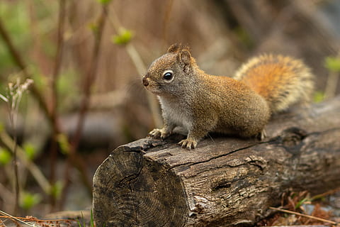 marron, écureuil, journal d'arbre, animal, mammifère, rongeur, Leconte, États Unis, Gatlinburg, rat, la nature, mignonne, ardilla, Naturaleza, bûche, Orange, Roche, aliments, en mangeant, souche d'arbre, sol, faune, la faune des animaux, un animal, thèmes animaux, animaux à l'état sauvage, arbre, personne, tamia, se concentrer sur le premier plan, fermer, bois - matériau, journée, plante, vertébré, en plein air, 2K, CC0, domaine public, libre de droits