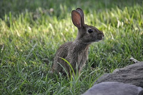 spring, bunny, rabbit, easter, caution, grass, animal themes, animal, mammal, one animal, plant, rabbit - animal, nature, animal wildlife, no people, animals in the wild, land, day, vertebrate, field, focus on foreground, green color, close-up, outdoors, side view, herbivorous, animal ear, 4K, CC0, public domain, royalty free