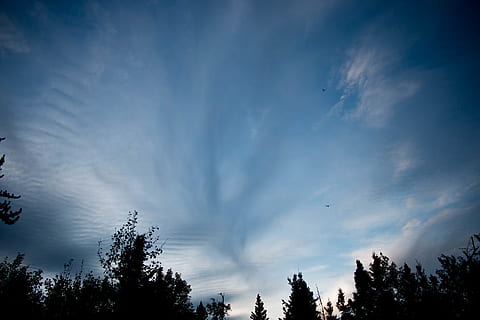 Kanada, saskatchewan, strom, rostlina, nebe, mrak - nebe, krása v přírodě, nízký úhel pohledu, scenics - příroda, klid, silueta, růst, klidné scény, Příroda, nikdo, modrý, venku, den, mimoměstské scény, idylický, soumrak, koruny stromů, 5K, CC0, veřejná doména, bez autorských práv