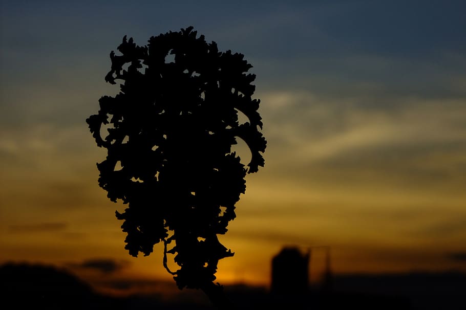 perú, cajamarca, cel, posta de sol, silueta, bellesa a la natura, planta, naturalesa, núvol - cel, arbre, cap gent, escenics - natura, tranquil·litat, a l'aire lliure, centrar-se en primer pla, creixement, color taronja, escena tranquil·la, vespre, camp, sol, idíl·lic, arbre de coníferes, 4K