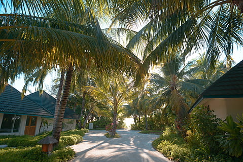 hvid, pathway, kokos træer, udendørs, have, Lysthuset, træ, sommer, Palme træ, Palme-familien, plante, hus, gade, blad, grøn, håndflade, blade, hjem, beboelse, veranda, tropisk, bygning, vej, arkitektur, natur, tropisk klima, bygning udvendig, sollys, dag, bygget struktur, rigtige mennesker, vækst, transportmidler, vejen frem, retning, en person, herrer, 5K, CC0, offentligt domæne, royaltyfrie