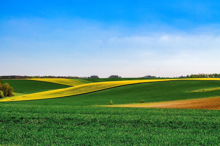 zelené pole, zemědělství, venkov, hospodařit, zemědělské půdy, pole, růst, hayfield, Příroda, venku, venkovský, scénický, krajina, nebe, životní prostředí, tráva, rostlina, klidné scény, scenics - příroda, přistát, krása v přírodě, zelená barva, klid, venkovské scény, idylický, nikdo, horizont nad zemí, modrý, žlutá, jaro, zvlněná krajina, 4K