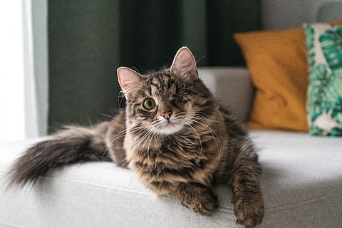 kat på sofaen, dyr, pattedyr, kæledyr, Manx, sofa, møbel, Abyssinian, hårdttræ, træ, hjem, kat, killing, hjem indretning, reol, hylde, pude, Skærm, lcd-skærm, indenlandske, indenlandske kat, husdyr, feline, dyre temaer, et dyr, indendørs, lempelse, fokus på forgrunden, hvirveldyr, sidder, ingen mennesker, bakkenbart, leder, tabby, 5K, CC0, offentligt domæne, royaltyfrie