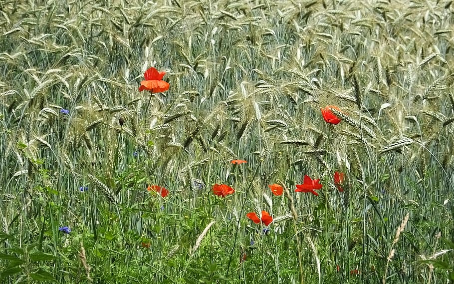 Gerste, Mais, klaprooos, blühende Pflanze, Blume, Pflanze, Wachstum, rot, Schönheit in der Natur, Frische, Mohn, Natur, Zerbrechlichkeit, Feld, Land, Verletzlichkeit, Tag, grüne Farbe, Blütenblatt, keine Leute, Getreidepflanze, draußen, Blütenkopf, 2K