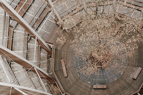 Alemanya, ebrach, baumwipfelpfad steigerwald, Camí, cercle, torre, bosc, plataforma, llum, fusta, arbre, arquitectura, estructura construïda, planta, dia, cap gent, escala, vista d’angle alt, flor, creixement, passos i escales, exterior de l'edifici, patró, naturalesa, a l'aire lliure, planta amb flors, bellesa a la natura, barana, fragilitat, flor de cirerer, sostre, 1080P, CC0, domini públic, lliure de regalies