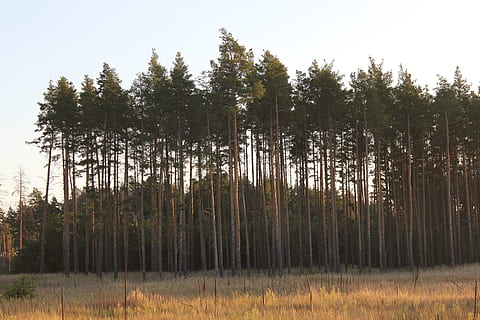 pijnboom, veld-, landschap, natuur, boom, groen, gras, bossen, bomen, zonsopkomst, zon, bladeren, in de herfst van, fabriek, kalmte, rustige scène, groei, land-, Bos, schoonheid in de natuur, hemel, niet-stedelijke scène, geen mensen, dag, scenics - natuur, bos-, groene kleur, buitenshuis, naaldboom, 5K, CC0, publiek domein, royaltyvrij