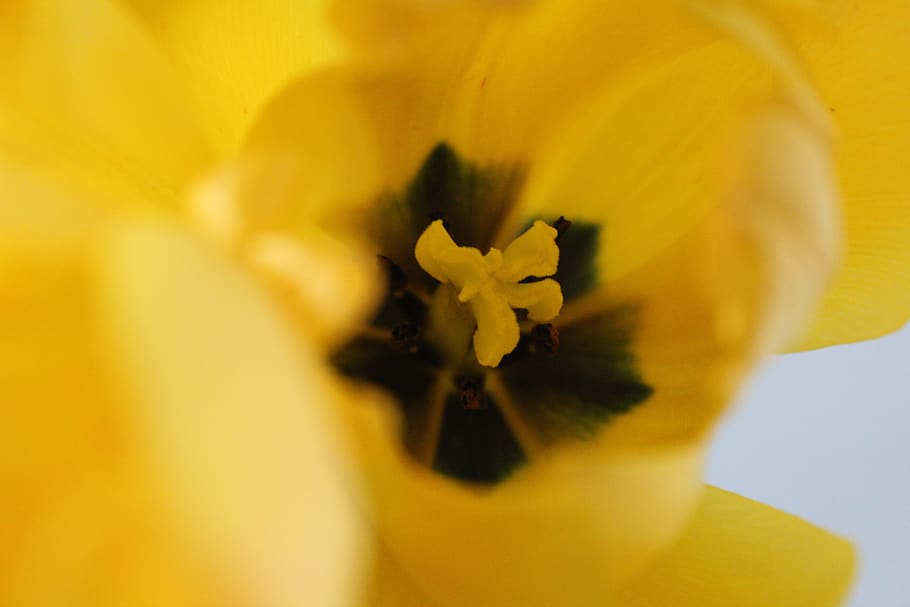 tulipa, groc, endins, obert, flor, primavera, Pasqua, florir, planta amb flors, frescor, fragilitat, vulnerabilitat, pètal, planta, cap de flor, bellesa a la natura, primer pla, inflorescència, creixement, pol·len, enfocament selectiu, naturalesa, tir de l'estudi, narcís, enfocament suau, 5K