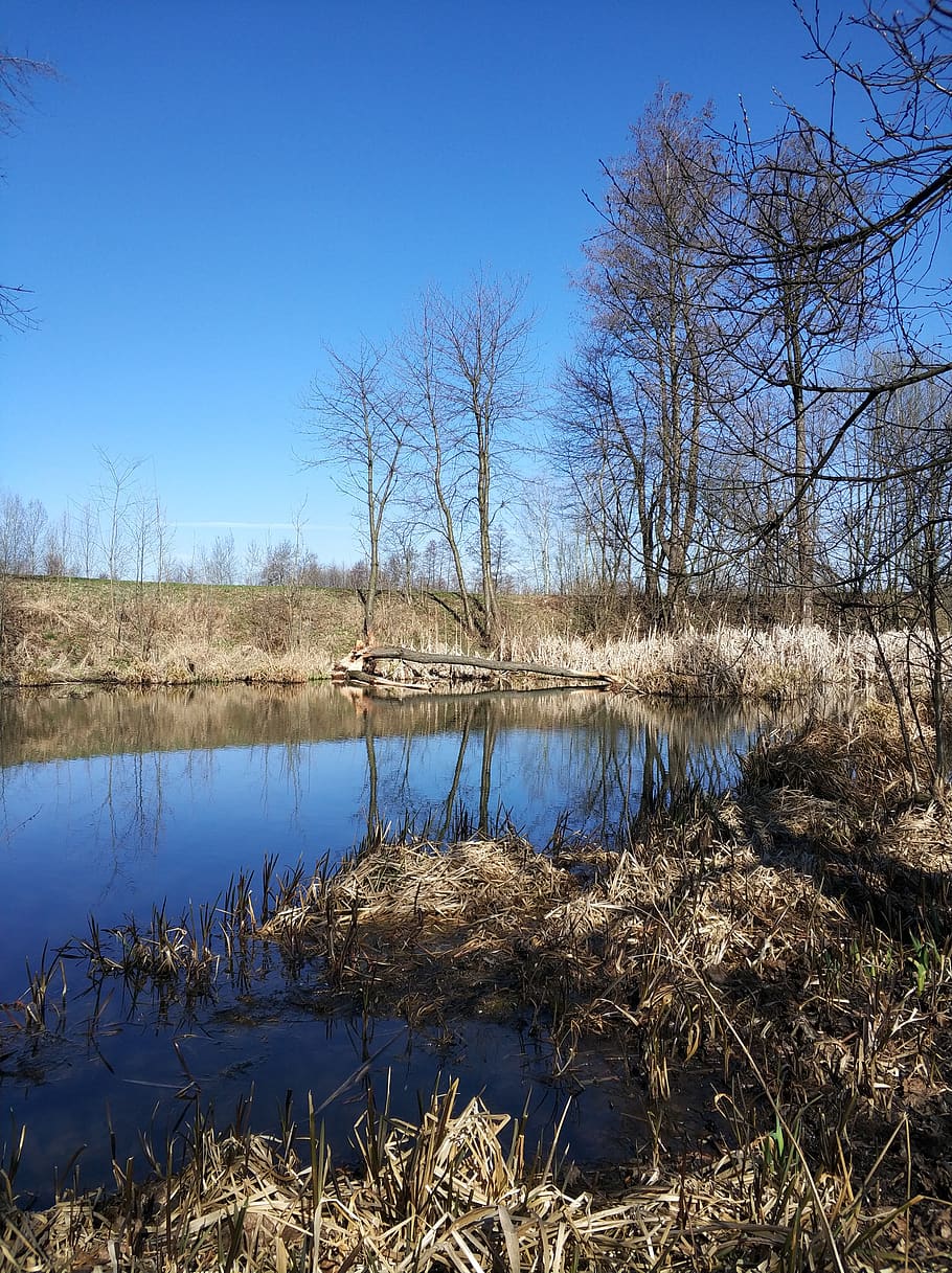 arbre, castors, castor, estany, naturalesa, pals, paisatge, Sentit castor, canyes, primavera, aigua, llac, tranquil·litat, cel, planta, escenics - natura, cap gent, escena tranquil·la, arbre nu, reflexió, cel clar, dia, bellesa a la natura, escena no urbana, blau, herba, a l'aire lliure, pantà, 4K