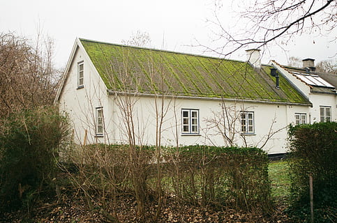 edifici blanc, habitatge, edifici, casa de camp, planta, herba, naturalesa, a l'aire lliure, refugi, camp, sostre verd, casa, rural, danès, nordic, arquitectura, país, sostre, cabina, gespa, estructura construïda, exterior de l'edifici, arbre, barri residencial, cap gent, dia, cel, creixement, arbre nu, terra, finestra, 2K, CC0, domini públic, lliure de regalies