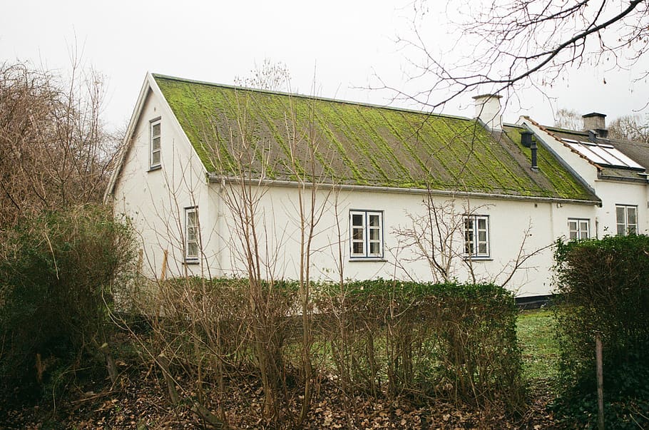 edifici blanc, habitatge, edifici, casa de camp, planta, herba, naturalesa, a l'aire lliure, refugi, camp, sostre verd, casa, rural, danès, nordic, arquitectura, país, sostre, cabina, gespa, estructura construïda, exterior de l'edifici, arbre, barri residencial, cap gent, dia, cel, creixement, arbre nu, terra, finestra, 2K