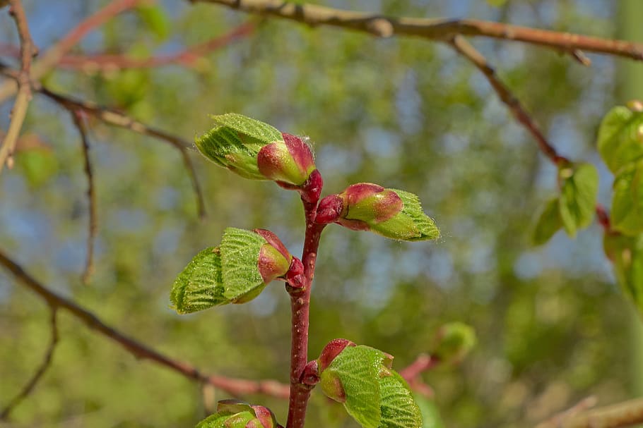 fiore, ciliegia, albero, ramo, fioritura, pianta, scoppio, colorato, crescita, concentrarsi sulle conoscenze acquisite, foglia, parte vegetale, avvicinamento, natura, freschezza, bellezza nella natura, giorno, nessuno, colore verde, cibo e bevande, rosso, cibo, all'aperto, mangiare sano, 5K