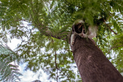 arbre d'escalada de gats, planta, arbre, vida salvatge, animal, mamífer, ocell, koala, vegetació, mascota, gat, conífera, jungla, a l'aire lliure, naturalesa, terra, lemur, arbust, mandros, mandrós de tres dits, mico, vista d’angle baix, temes d'animals, un animal, animals a la natura, fauna animal, branca, dia, primat, vertebrats, creixement, centrar-se en primer pla, tronc de l'arbre, tronc, cap gent, 4K, CC0, domini públic, lliure de regalies