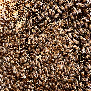 colmena marrón, animal, temas de animales, fotograma completo, antecedentes, fauna animal, nadie, gran grupo de animales, marrón, modelo, grupo de animales, animales en la naturaleza, invertebrado, vertebrado, insecto, naturaleza, abundancia, de cerca, vista de alto ángulo, patrón natural, día, marina, 2K, CC0, dominio público, libre de derechos