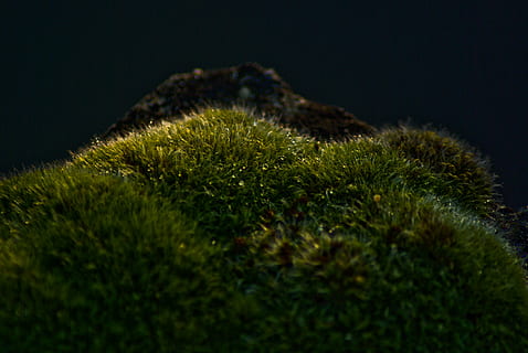 Schaum, Baum, Wald, Grün, Natur, Landschaft, Bäume, Herbst, Stimmung, mystisch, Holz, Pflanzen, Blätter, alt, Kofferraum, Log, kalt, die Rinde, wunderbar, Pflanze, grüne Farbe, Gras, Nacht-, keine Leute, Wachstum, Moos, Land, Schönheit in der Natur, draußen, Nahansicht, Ruhe, selektiver Fokus, Nicht-städtische Szene, dunkel, Umgebung, Szenen - Natur, Feld, schwarzer Hintergrund, 4K, CC0, gemeinfrei, lizenzfrei