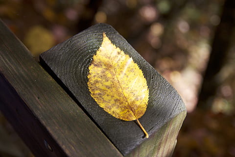 bruin, blad, timmerhout, gebladerte, deel van de plant, herfst, focus op de voorgrond, detailopname, geel, natuur, dag, hout - materiaal, verandering, boom, buitenshuis, geen mensen, fabriek, zonlicht, Bos, schoonheid in de natuur, land-, selectieve aandacht, droog, natuurlijke toestand, 5K, CC0, publiek domein, royaltyvrij