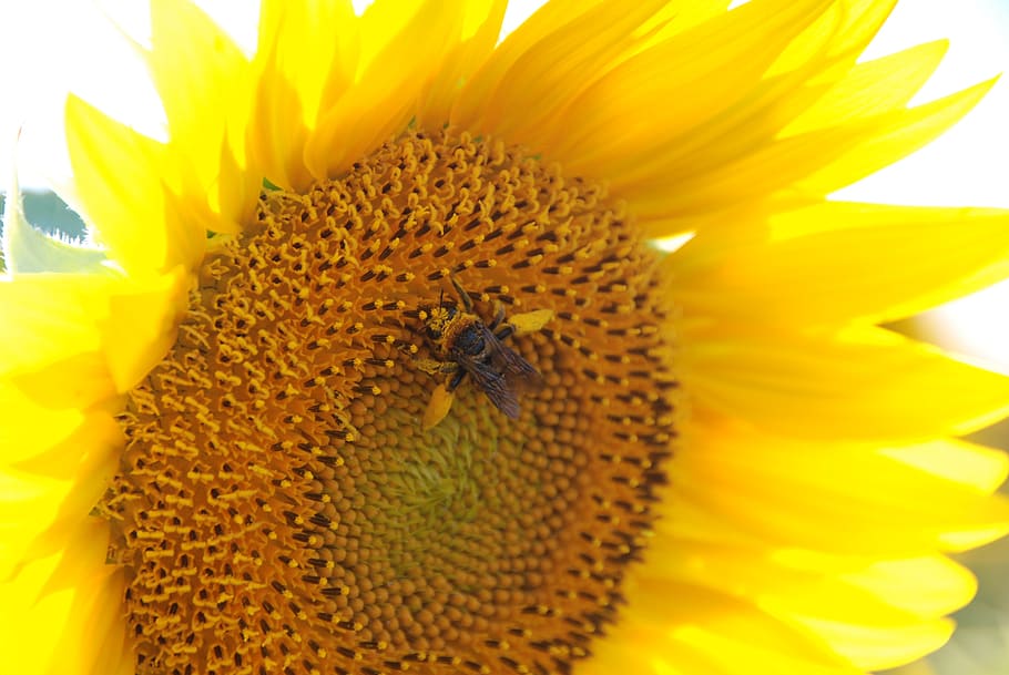 gira-sol, pegat de gira-sol, flor, planta amb flors, invertebrat, pètal, temes d'animals, insecte, animal, cap de flor, bellesa a la natura, fauna animal, animals a la natura, fragilitat, un animal, vulnerabilitat, groc, frescor, planta, creixement, inflorescència, primer pla, pol·len, cap gent, polinització, 4K
