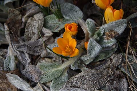 croco, zafferano, fiore, primavera, pianta fiorita, pianta, fragilità, vulnerabilità, natura, petalo, avvicinamento, giallo, bellezza nella natura, freschezza, nessuno, testa di fiore, infiorescenza, colore arancione, crescita, vista dall'alto, parte vegetale, foglia, giorno, all'aperto, 5K, CC0, dominio pubblico, privo di copyright