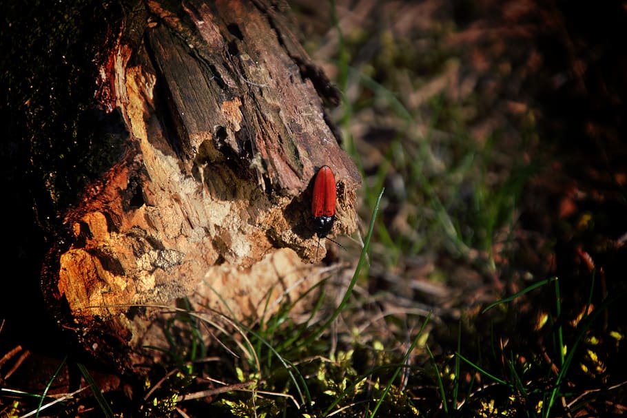 rød bug, natur, insekt, forår, dyr i naturen, dyreliv, dyre temaer, dyr, hvirvelløse, et dyr, bille, jord, tæt på, plante, dag, ingen mennesker, mariehøne, Mark, høj vinkel visning, udendørs, selektiv fokusering, rød, 5K