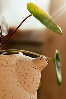 tud, håndlavet, tepotte, tæt på, mad og drikke, mad, frugt, friskhed, sund kost, fokus på forgrunden, ingen mennesker, plante, velvære, grøn farve, natur, skønhed i naturen, forfriskning, indendørs, blomst, blad, plante del, drikke, hvirvelløse, 4K, CC0, offentligt domæne, royaltyfrie