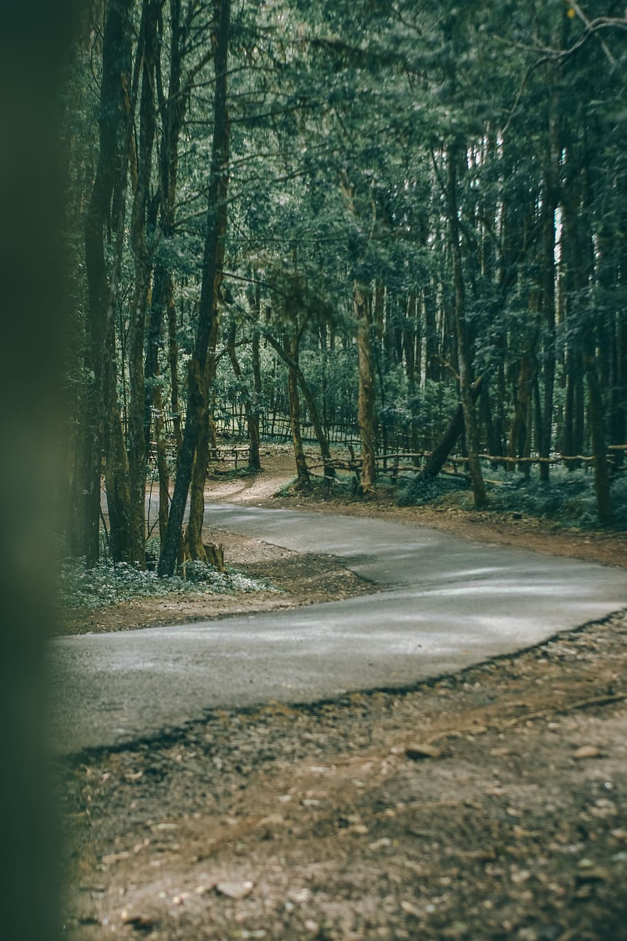 arbres, bosc, llac, carretera, bicicleta, boscos, pau, fresc, folk, vanlife, naturalesa, dia, festa, bonic, boira, fosc, arbre, planta, terra, tronc, tronc de l'arbre, cap gent, tranquil·litat, direcció, creixement, el camí a seguir, transport, bellesa a la natura, escena tranquil·la, a l'aire lliure, buit, 5K