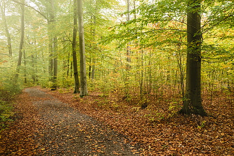 árvores de folhas verdes, forst, buher, buch, Alemanha, Berlim, caído, Castanho, laranja, amarelo, folha, estrada, caminho, manhã, parque, outono, árvore, névoa, floresta, terra, plantar, beleza na natureza, natureza, tranquilidade, tronco, tronco de árvore, crescimento, dia, scenics - natureza, cena não urbana, cena tranquila, direção, ninguém, o caminho a seguir, cor verde, ao ar livre, trilha, 5K, CC0, domínio público, royalty free