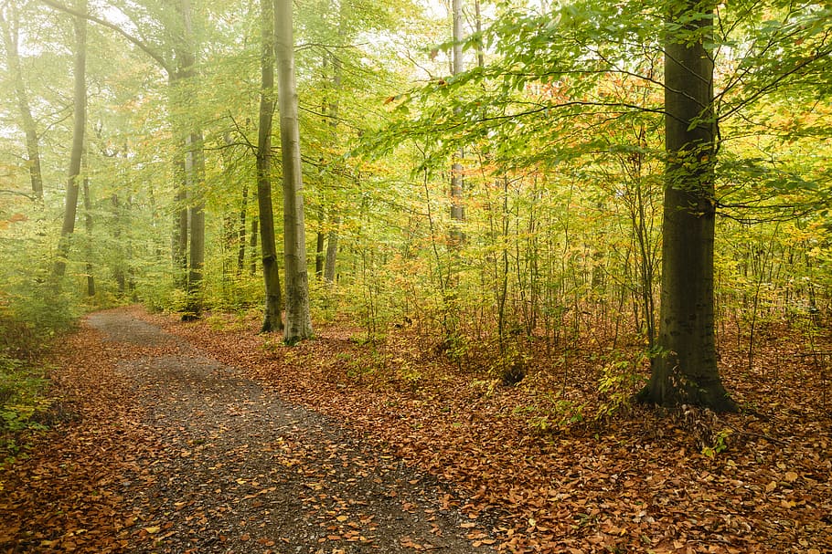 zelené listy, První, buher, buch, Německo, Berlín, padlý, hnědý, oranžový, žlutá, list, silnice, cesta, ráno, park, podzim, strom, mlha, les, přistát, rostlina, krása v přírodě, Příroda, klid, kufr, kmen stromu, růst, den, scenics - příroda, mimoměstské scény, klidné scény, směr, nikdo, cesta vpřed, zelená barva, venku, stezka, 5K
