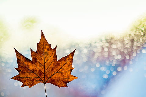 leaf, fall, autumn, bokeh, blur, fog, plant part, nature, change, plant, tree, maple leaf, close-up, no people, sky, focus on foreground, day, outdoors, beauty in nature, copy space, maple tree, dry, leaf vein, orange color, lens flare, leaves, 5K, CC0, public domain, royalty free