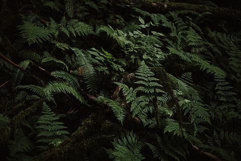 Baum mit Blättern, Farn, Pflanze, Laub, Wald, Natur, Grün, dunkel, Blatt, Holz, Bildschirmschoner, Tapete, hd Hintergrund, wild, natürlich, wachsen, Baum, Wachstum, grüne Farbe, keine Leute, Schönheit in der Natur, Vollbild, Hintergründe, Ruhe, Tag, Pflanzenteil, Land, üppiges Laub, High Angle View, draußen, Kiefer, Nadelbaum, Tannenbaum, 5K, CC0, gemeinfrei, lizenzfrei