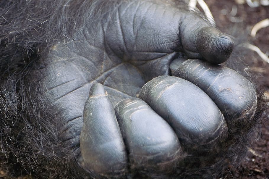mani di scimmia nera, Germania, munchen, tierparkstraße 30, temi animali, animale, animali allo stato selvatico, fauna selvatica, parte del corpo animale, mammifero, avvicinamento, nessuno, vertebrato, un animale, giorno, scimmia, primate, zoologia, all'aperto, fotogramma intero, natura, testa di animale, 2K