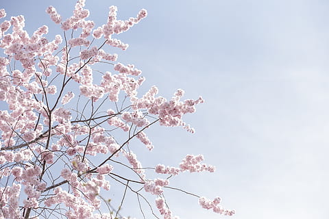 pink sakura træ, blomst, blomstrende plante, skrøbelighed, lav vinkel visning, blomstre, himmel, sårbarhed, skønhed i naturen, afdeling, forår, plante, træ, vækst, friskhed, lyserød farve, natur, dag, kirsebær blomst, skyfri himmel, Kirsebærtræ, ingen mennesker, udendørs, blomsterhoved, 5K, CC0, offentligt domæne, royaltyfrie
