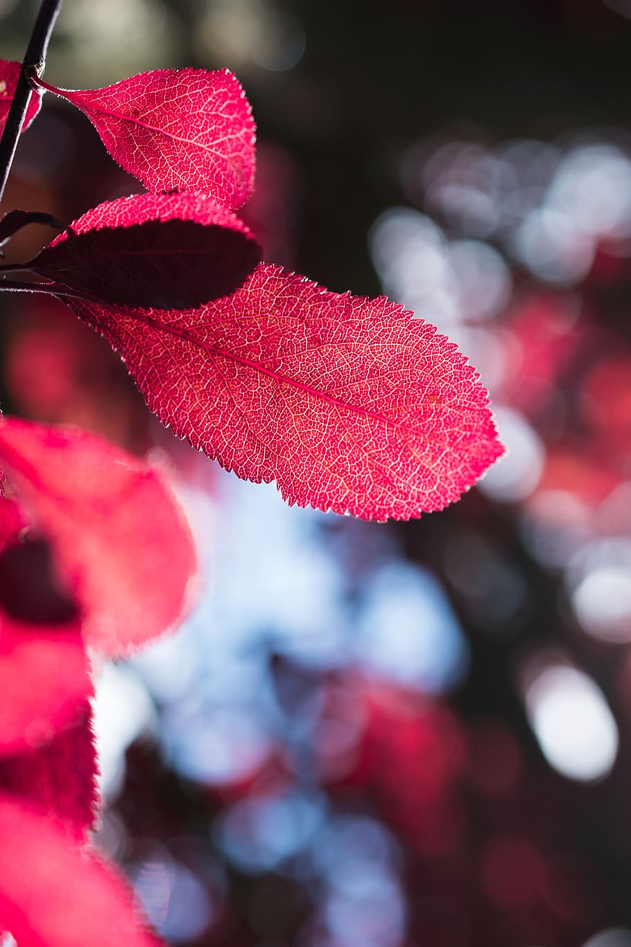 pianta foglia rossa, pianta, foglia, verde langton, Regno Unito, vene, cofano, cappello, capi di abbigliamento, flora, natura, rosso, luce del sole, bokeh, sfocatura, produrre, cibo, frutta, lampone, petalo, fiorire, avvicinamento, concentrarsi sulle conoscenze acquisite, bellezza nella natura, crescita, giorno, parte vegetale, freschezza, messa a fuoco selettiva, nessuno, vulnerabilità, fragilità, all'aperto, colore rosa, frutti di bosco, la tranquillità, 4K