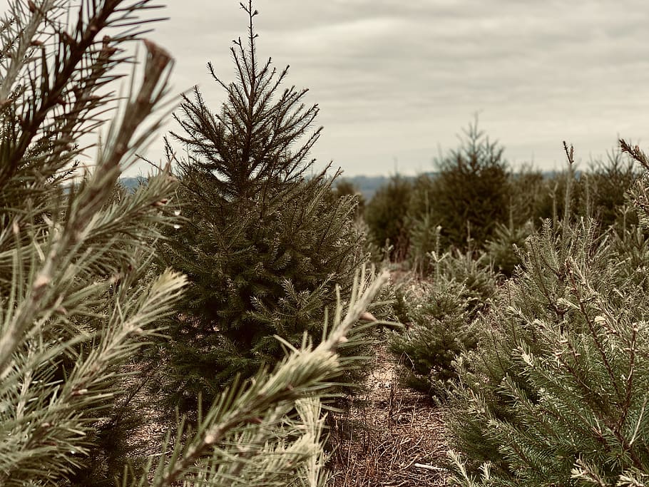 Bäume tagsüber, Baum, Himmel, Land, Wildnis, Baumfarm, Familie, Bauernhof, Connecticut, Boden, blaue Fichte, Fichte, Kiefer, Ast, Grün, wild, hacken, sah, Axt, Weihnachtsbaum, Weihnachten, Pflanze, Wachstum, Natur, Schönheit in der Natur, keine Leute, Feld, Ruhe, Tag, wolke - himmel, Umgebung, Landschaft, draußen, ruhige Szene, Szenen - Natur, Landwirtschaft, Nicht-städtische Szene, Nahansicht, Nadelbaum, Stiel, 4K