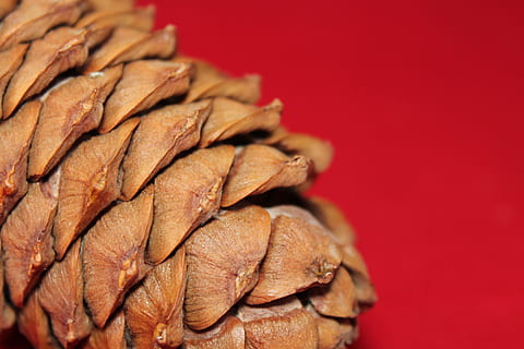 cono de pino, árbol, naturaleza, superficie, escamas, marrón, natural, pino, fondo de color, comida y bebida, de cerca, rojo, comida, nadie, frescura, foto de estudio, alimentación saludable, primer plano extremo, copia espacio, fondo rojo, adentro, Fruta, centrarse en primer plano, bienestar, comida seca, antecedentes, texturizado, condición natural, bocadillo, 4K, CC0, dominio público, libre de derechos