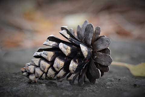 pomme de pin brun, plante, arbre, conifère, Canada, Laval, pin, produire, aliments, la nature, cône, fruit, légume, grain, mélèze, profondeur de champ, couché sur le sol, des cônes, la graine, animal, invertébré, fermer, personne, mise au point sélective, pomme de pin, journée, se concentrer sur le premier plan, beauté dans la nature, terre, en plein air, hiver, couleur noire, température froide, bois - matériau, tranquillité, congelé, sec, la faune des animaux, 2K, CC0, domaine public, libre de droits