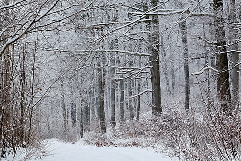 snow, forest, winter, wintry, frost, tree, cold temperature, plant, land, bare tree, trunk, nature, tree trunk, scenics - nature, tranquility, white color, tranquil scene, non-urban scene, woodland, no people, beauty in nature, outdoors, snowing, 5K, CC0, public domain, royalty free