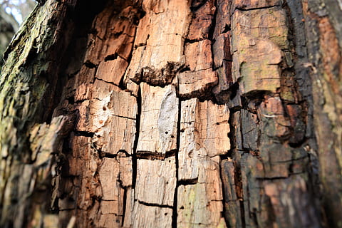 bark, tree, texture, nature, forest, wood, trees, trunk, log, woods, old, pattern, growing, plant, brown, tree trunk, textured, close-up, plant bark, no people, day, wood - material, cracked, rough, full frame, selective focus, backgrounds, outdoors, weathered, textured effect, 5K, CC0, public domain, royalty free