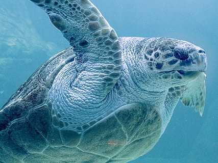 tortuga grisa, tortuga, rèptil, animal, tortuga marina, la vida marina, dos oceans aquari, Sud-Àfrica, Ciutat del cap, aigua, sota l'aigua, busseig, aquari, blau, a l'aire lliure, naturalesa, manatí, mamífer, cara, temes d'animals, fauna animal, animals a la natura, nedar, mar, marí, vertebrats, submarí, un animal, primer pla, cap gent, cap d’animals, color turquesa, boca oberta, 2K, CC0, domini públic, lliure de regalies