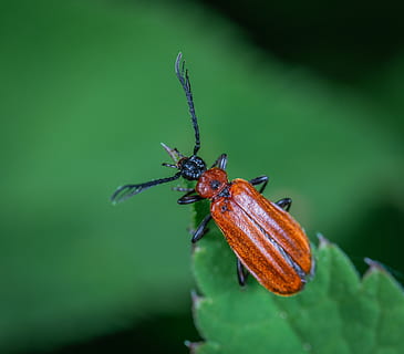 cornu, scarabée, perché, vert, feuille, punaise, fermer, insecte, peu, macro, invertébré, animaux à l'état sauvage, la faune des animaux, un animal, animal, thèmes animaux, partie de la plante, couleur verte, la nature, plante, personne, journée, partie du corps de l'animal, zoologie, antenne animale, beauté dans la nature, en plein air, aile des animaux, papillon - insecte, 4K, CC0, domaine public, libre de droits