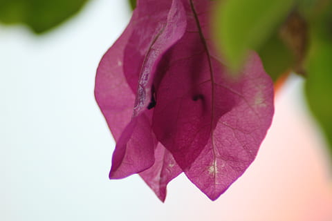 træ, blomst, plante, blad, tæt på, plante del, skønhed i naturen, sårbarhed, friskhed, skrøbelighed, kronblad, ingen mennesker, fokus på forgrunden, blomstrende plante, natur, vækst, udendørs, lyserød farve, Rose, blomsterstand, selektiv fokusering, blomsterhoved, lilla, naturlig tilstand, 2K, CC0, offentligt domæne, royaltyfrie