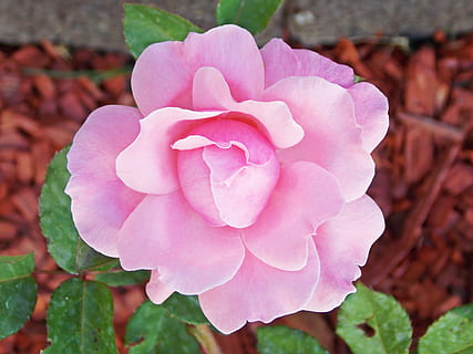 pink rose, blomst, have, lyserød farve, blomstrende plante, plante, skønhed i naturen, sårbarhed, kronblad, friskhed, skrøbelighed, tæt på, blomsterstand, vækst, ingen mennesker, blomsterhoved, natur, fokus på forgrunden, plante del, blad, dag, Rose, udendørs, positive følelser, 4K, CC0, offentligt domæne, royaltyfrie