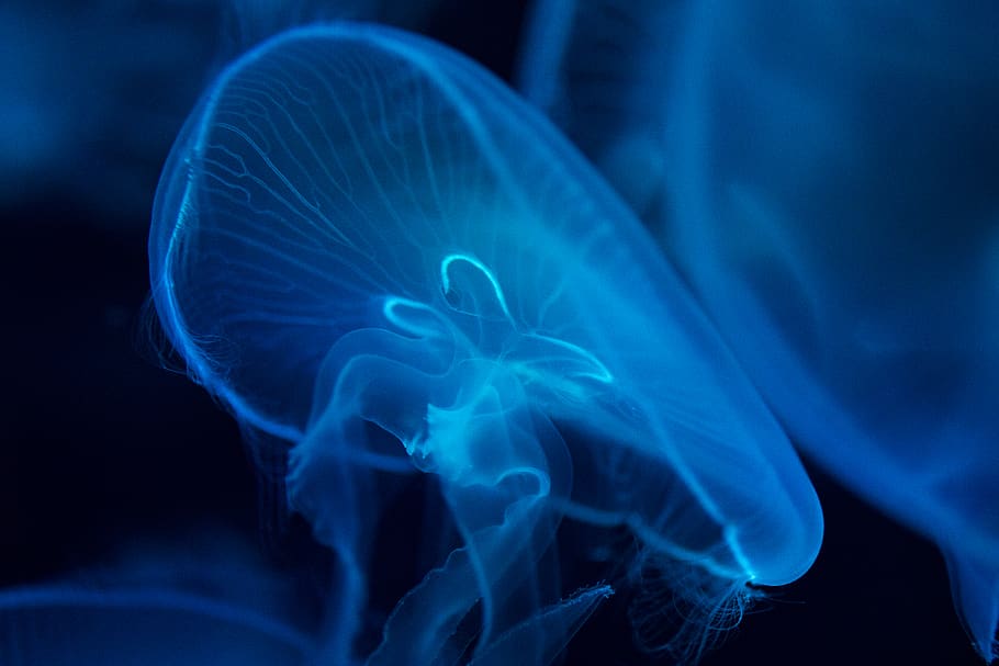 peix de gelea, animal, meduses, la vida marina, invertebrat, Xina, Xangai, Xangai Changfeng Ocean World, mar, oceà, blau, persona, humà, cloïssa, petxina de mar, aquàtics, aigua, peix, Angelfish, manta ray, esponja animal, cap gent, primer pla, temes d'animals, fauna animal, animals a la natura, marí, a l'interior, moviment, naturalesa, sota l'aigua, signe, fum - estructura física, un animal, fons negre, 5K