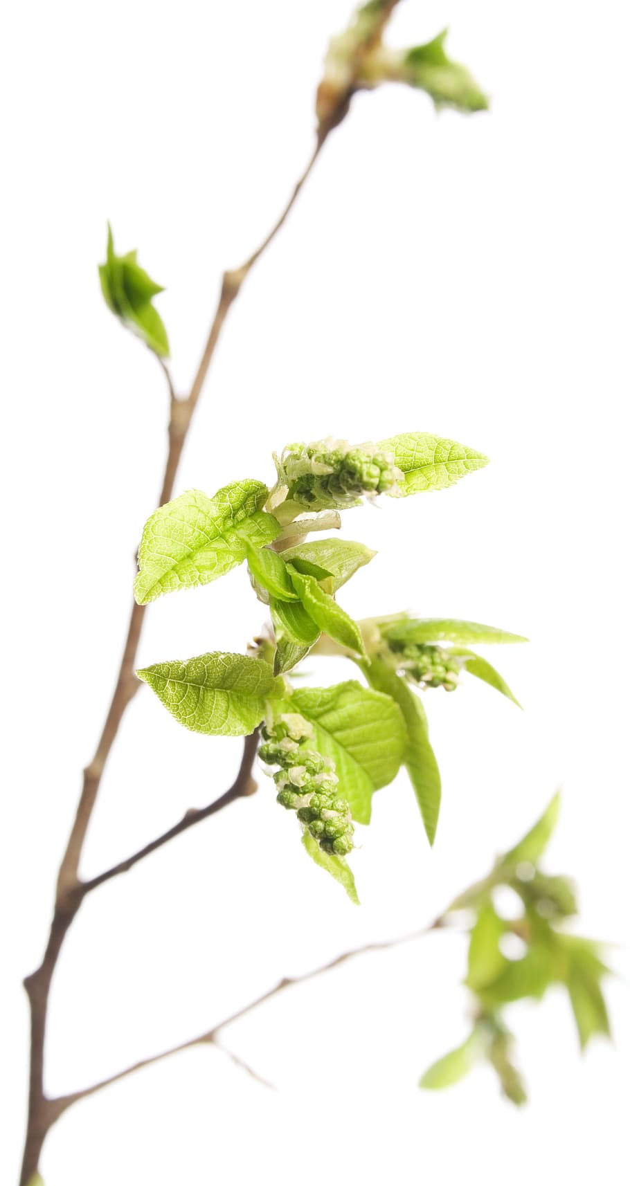 branca, arbre, full, verd, blanc, planta, aïllat, creixement, naturalesa, primavera, brot, brotant, flor, brollar, nou, tija, primer pla, petit, esprai, fullatge, marró, estacional, botànic, creixent, explosió, florir, disparar, cirerer, vegetació, macro, temporada, flora, cirera, jove, jardí, herba, fresc, detall, poc, delicada, frescor, part de la planta, color verd, cap gent, fons blanc, tir de l'estudi, enfocament selectiu, centrar-se en primer pla, bellesa a la natura, a l'aire lliure, dia, tija de la planta, menjar, fulles, 4K