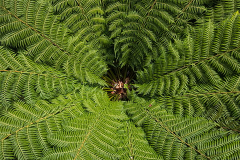green fern plant, plant, fern, green, pattern, texture, leaf, leaves, frond, outdoors, nature, tree, green Color, growth, freshness, close-up, backgrounds, forest, summer, branch, botany, macro, no People, tropical Climate, beauty In Nature, lush Foliage, textured, environment, season, bush, rainforest, 5K, CC0, public domain, royalty free