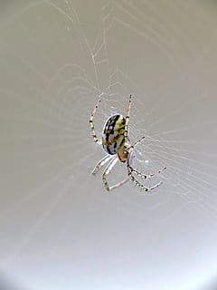 macro, insecte, web, aranya, temes d'animals, animal, invertebrat, animals a la natura, fauna animal, un animal, teranyina, aràcnids, fragilitat, artròpode, primer pla, cap gent, vulnerabilitat, zoologia, centrar-se en primer pla, dia, supervivència, naturalesa, a l'aire lliure, 4K, CC0, domini públic, lliure de regalies