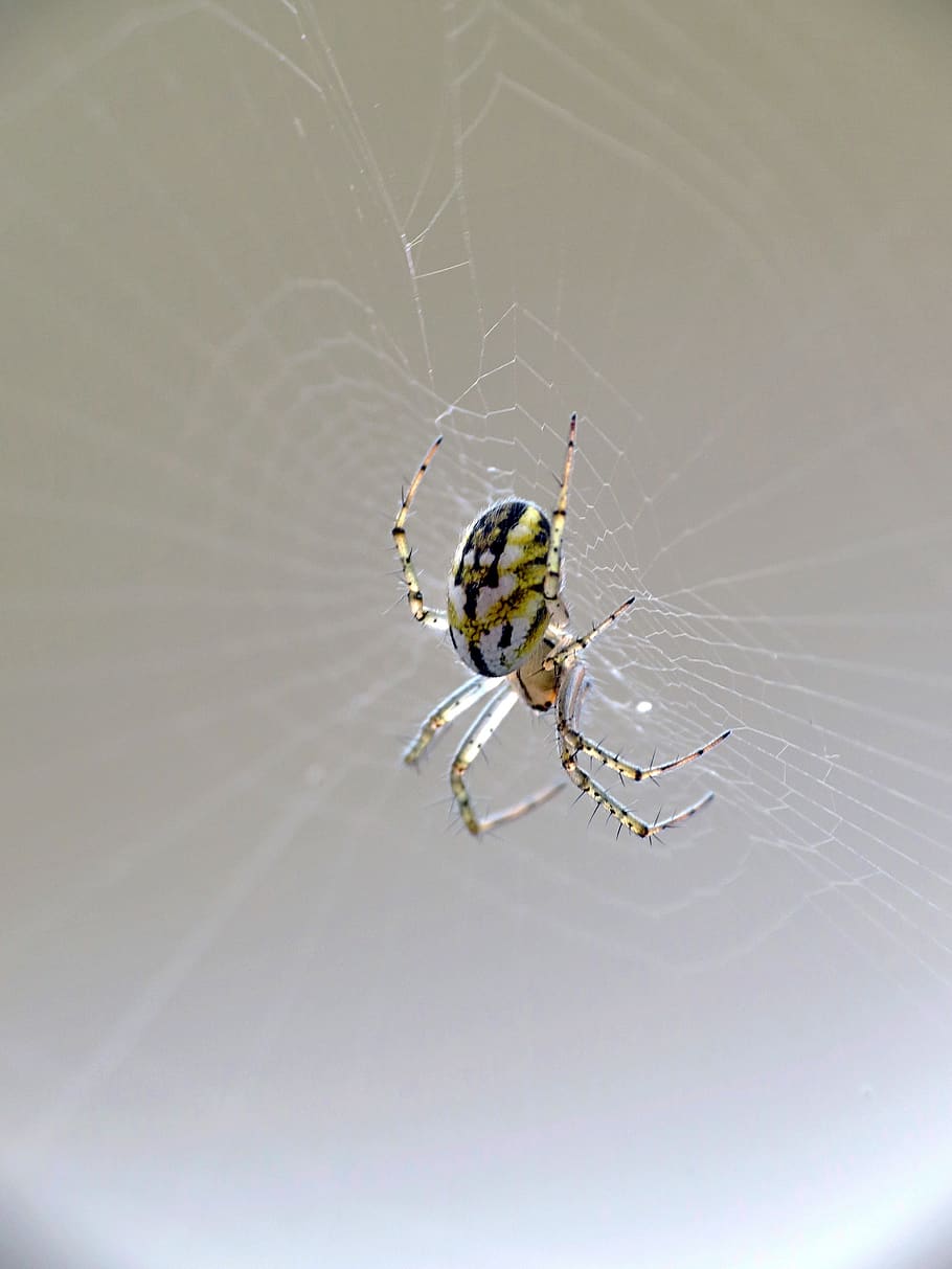 macro, insecte, web, aranya, temes d'animals, animal, invertebrat, animals a la natura, fauna animal, un animal, teranyina, aràcnids, fragilitat, artròpode, primer pla, cap gent, vulnerabilitat, zoologia, centrar-se en primer pla, dia, supervivència, naturalesa, a l'aire lliure, 4K