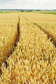 grâu, urme, câmpuri, galben, departe, anvelope de marcă, arabil, peisaj, agricultură, luncă, teren, camp, rural, liniște, creştere, mediu inconjurator, plantă, o scenă liniștită, a decupa, fermă, frumusețe în natură, scenice - natura, natură, zi, nici o persoana, cer, planta de cereale, în aer liber, plantaţie, 2K, CC0, domeniu public, fără drepturi de autor