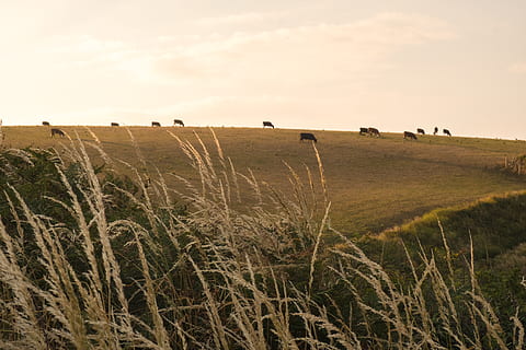 camp, vaques, posta de sol, planta, terra, herba, cel, paisatge, medi ambient, escena tranquil·la, escenics - natura, agricultura, creixement, tranquil·litat, naturalesa, cap gent, bellesa a la natura, dia, animal, grup d’animals, temes d'animals, escena no urbana, a l'aire lliure, herba de Timoteu, 5K, CC0, domini públic, lliure de regalies
