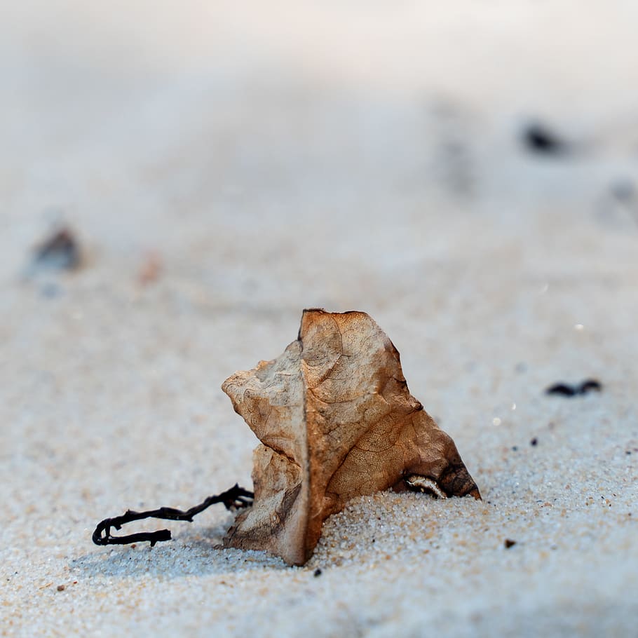 carta marrone, foglia, pianta, terra, umano, persona, sabbia, natura, soleggiato, spiaggia, all'aperto, produrre, cibo, grano, verdura, albero, foglia di acero, seme, acero, fiore, petalo, asciutto, parte vegetale, avvicinamento, nessuno, messa a fuoco selettiva, giorno, autunno, vista dall'alto, natura morta, modificare, Marrone, concentrarsi sulle conoscenze acquisite, acqua, vulnerabilità, secco, 2K