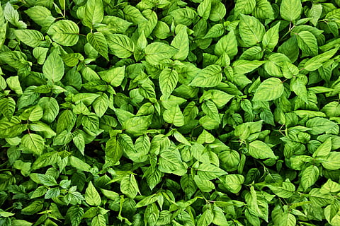bladeren, gebladerte, structuur, achtergrond, backdrop, groen, natuur, buitenshuis, groene kleur, volledig kader, groei, achtergronden, deel van de plant, blad, fabriek, geen mensen, dag, versheid, weelderig gebladerte, hoge hoekmening, voedsel, eten en drinken, groente, schoonheid in de natuur, welzijn, detailopname, kruid, 4K, CC0, publiek domein, royaltyvrij